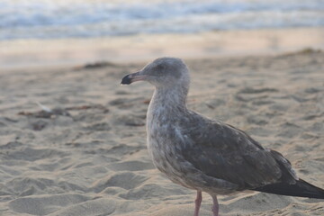 seagull on the beach