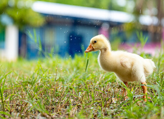 A young yellow gosling walks on the grass .