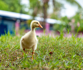 A young yellow gosling walks on the grass .