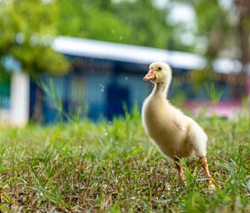 A young yellow gosling walks on the grass .