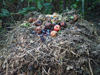 Waste-free production of natural organic fertilizer Compost heap in the garden with rotting...