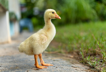 A yellow gosling stand ,side view.