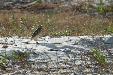 burrowing owl (Athene cunicularia) near the burrow