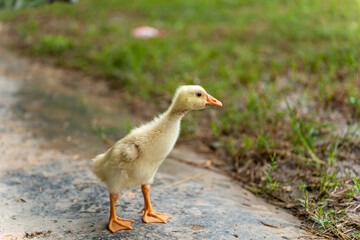 A yellow gosling stand ,side view.