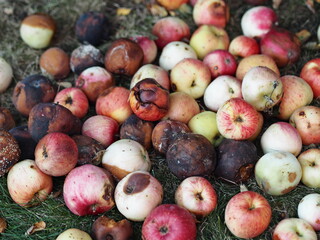 Harvest apples that have not been processed into food production. Apples fall from the tree into the green grass.