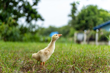 A young yellow gosling walks on the grass .