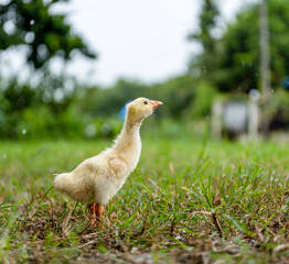 A young yellow gosling walks on the grass .