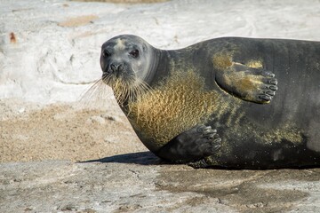 動きがユニークでしぐさがとても可愛らしいアザラシ君 © Bogey Yamamoto