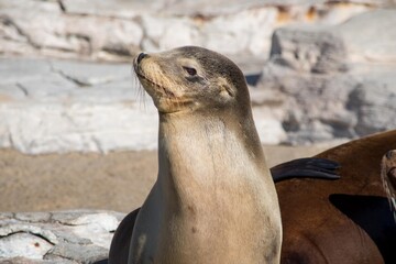 Obraz premium しぐさがとても可愛らしいオットセイ君