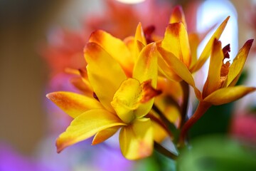 Obraz premium 卵形の花はどれも色鮮やかでよく目立ちます