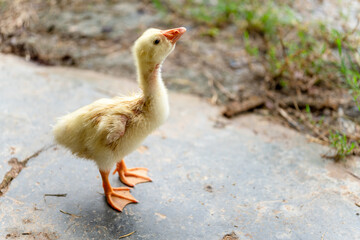 A yellow gosling stand ,side view.