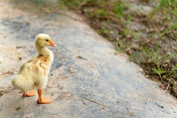 A yellow gosling stand ,side view.