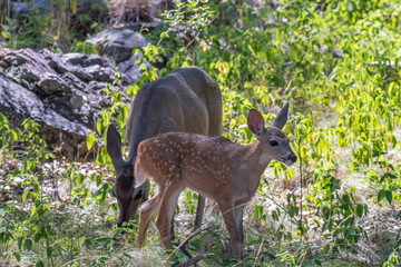 White-tailed Deer (Odocoileus virginianus) and fawn