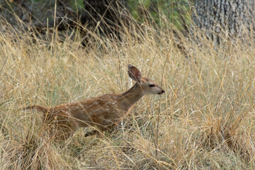 White-tailed Deer (Odocoileus virginianus) fawn