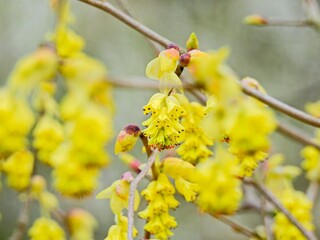 トサミズキがヒュウガミズキと違うのは花は淡黄色で葉よりも先に開き、花弁の先に覗く雄蕊が黄色いのがヒュウガ赤っぽいのがトサ