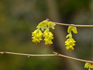 トサミズキがヒュウガミズキと違うのは花は淡黄色で葉よりも先に開き、花弁の先に覗く雄蕊が黄色いのがヒュウガ赤っぽいのがトサ