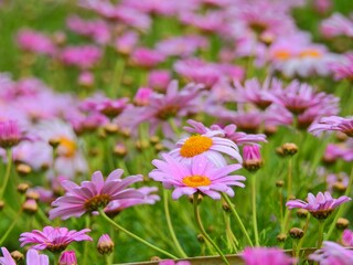 ボルドーギクはアメリカギクあるいはボルトニアとも呼ばれる北アメリカ原産のキク科植物です