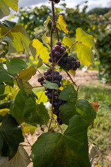 Purple concord grapes growing in the yard close up