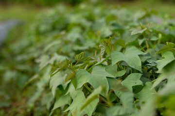 leaves of sweet potato at japanese farm.