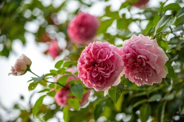 バラは多種多様、このバラは生け垣で美しく咲いています