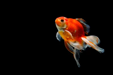 Fotobehang goldfish isolated on a dark black background. different colorful Carassius auratus in the aquarium © freedom_naruk