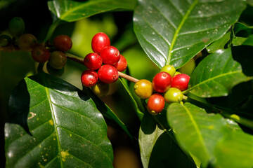harvesting coffee berries by agriculture. Coffee beans ripening on the tree in North of Thailand