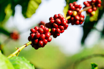 harvesting coffee berries by agriculture. Coffee beans ripening on the tree in North of Thailand