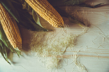 yellow cobs of ripe corn on a wooden table. yellow corn and greens on a wooden light kitchen table. autumn still life with corn and herbs. ripe grains of yellow corn. unpeeled corn cobs