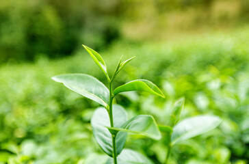 Fototapeta na wymiar Top of Green tea leaf in the morning. Closeup.
