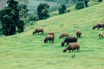 Thai buffalo stained in the green grass fields. Top View