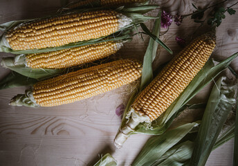 yellow cobs of ripe corn on a wooden table. yellow corn and greens on a wooden light kitchen table....