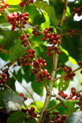 Coffee beans ripening on tree in North of thailand
