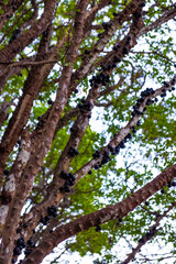 Jaboticabeira cheia de jaboticabas