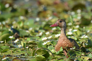 Brazilian teal or Brazilian duck (Amazonetta brasiliensis) , Ibera wetlands