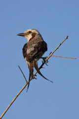 Streamer-tailed tyrant (Gubernetes yetapa) perching, Ibera welands, Argentina  