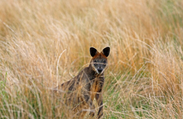 Wallaby watching me - Phillip Island, Victoria, Australia