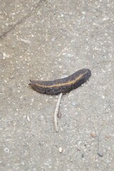 close up slug on cement floor