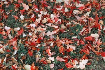 Fallen autumn leaves on the grass