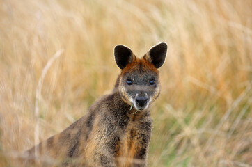 Wallaby portrait - Phillip Island, Victoria, Australia