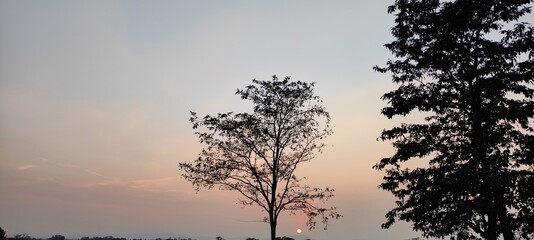 sunset in the forest