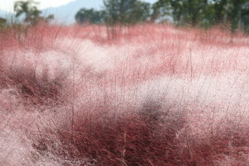 핑크 뮬리 그라스가 보이는 아름다운 가을 풍경