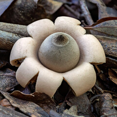 Collared Earthstar fungus (Geastrum triplex) - Copeland Tops rainforest, NSW, Australia