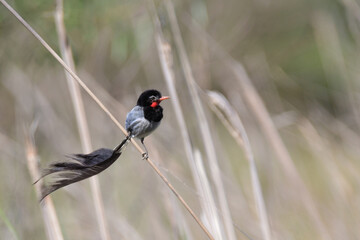 Male strange-tailed tyrant (Alectrurus risora), Ibera Wetlands