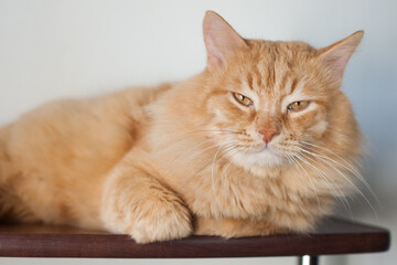 a big red cat is lying on the shelf. Pets, veterinary care, well-groomed hair