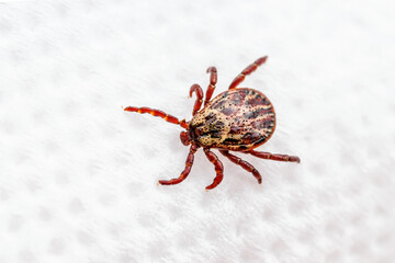 Lyme Infected Tick Insect Crawling on White Background. Lyme Borreliosis Disease or Encephalitis Virus Infectious Dermacentor Tick Arachnid Mite Parasite