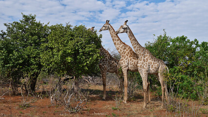 Group of three Angolan giraffes (giraffa camelopardalis angolensis, namibian giraffe) standing in a row in Chobe National Park, Botswana, Africa.