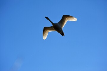 琵琶湖の上空を飛ぶ冬の使者コハクチョウ