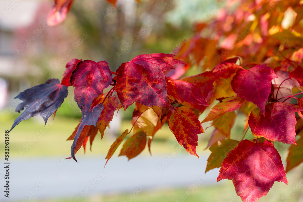 Wall mural macro abstract texture background of early autumn color leaves on a red maple tree on a sunny day, w