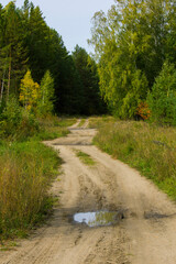 Fototapeta na wymiar Dirt sandy road winds through the autumn forest. There's a puddle on the road after a recent rain