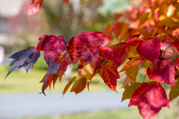 Macro abstract texture background of early autumn color leaves on a red maple tree on a sunny day, with copy space